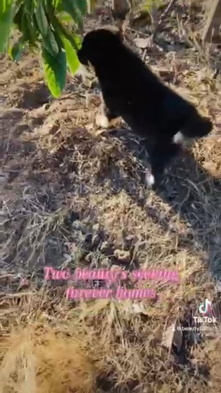 Two Gerbanian Shepsky Female Pups in Rancho San Diego, California