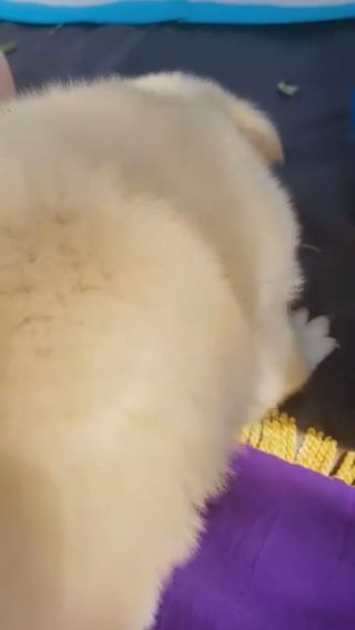 Fluffy Shepsky puppies in Rancho San Diego, California