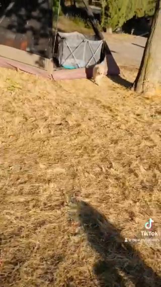 Shepsky Pups! in Rancho San Diego, California