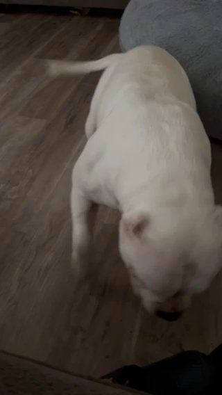 Pocket American Bully Pups in Seattle, Washington