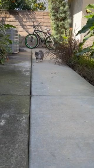 Blue (7week Old Pomsky) in Los Angeles, California