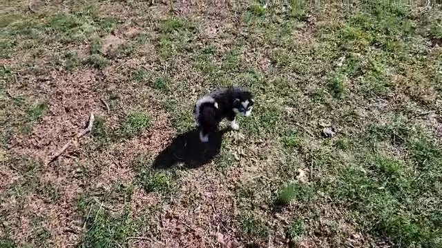 Toy size Pomsky female puppy in Gastonia, North Carolina
