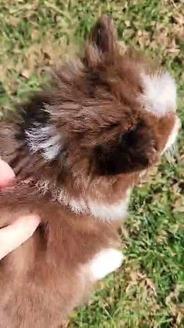 Micro toy Pomsky puppy in Gastonia, North Carolina