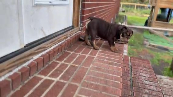 Chocolate female 10 Wks Old in Chattanooga, Tennessee