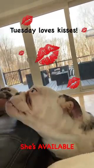 Deaf English Bulldog in Rochester, New York