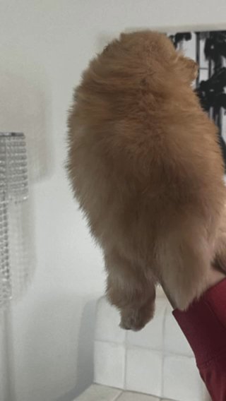 Pomeranian in Joplin, Missouri