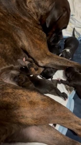 Sealed Brindle Ckc Boxer Puppy Boy in Chicago, Illinois