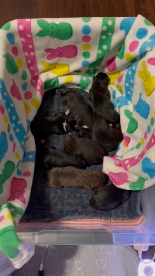Ckc Sealed Brindle Male Boxer Pup in Chicago, Illinois