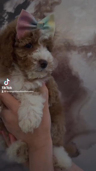 Micro Goldendoodle Purple Girl. in Dallas, Texas