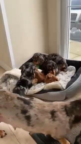 puppies in Houston, Texas