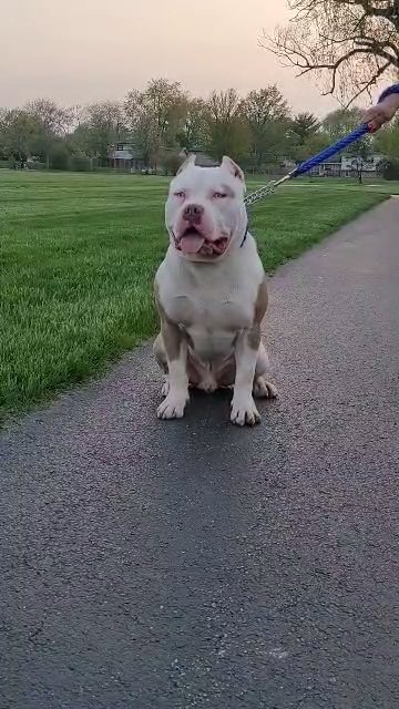 Apollo in Chicago, Illinois
