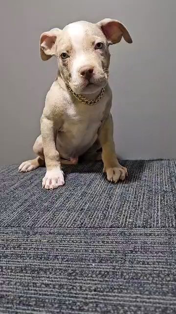 Merle American Bully in Chicago, Illinois