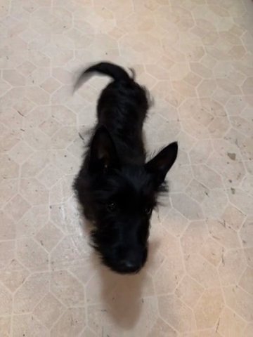 Scottish Terrier in Wallingford, Connecticut