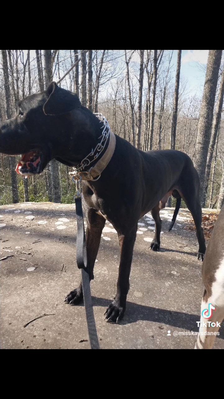 AKC Great Dane STUD in Cookeville, Tennessee