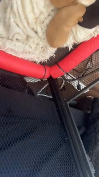 AKC Pomeranian in Joplin, Missouri