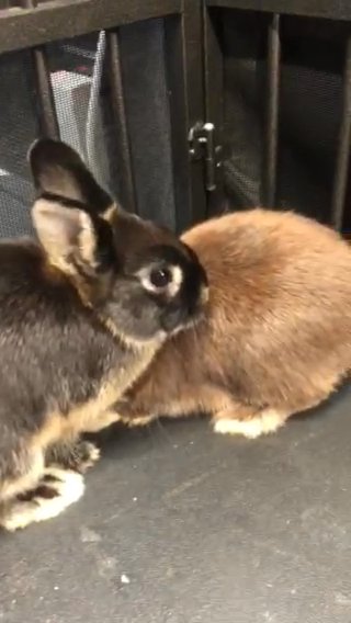 2 Netherland Dwarf Rabbits - FREE To A Good Home in Lake Worth Beach, Florida