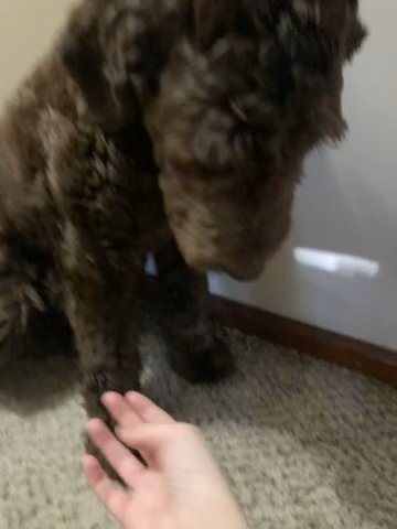 Bear Golden Doodle in Derby, Kansas