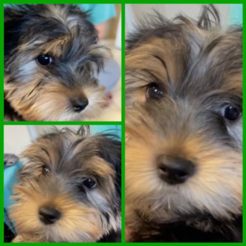 CKC male yorkies Traditional & KB Black in Portland, Oregon