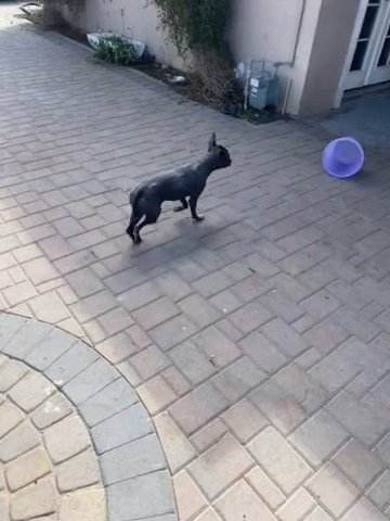 Xolocuinte/mexican Hairless Dog in Glendale, Arizona