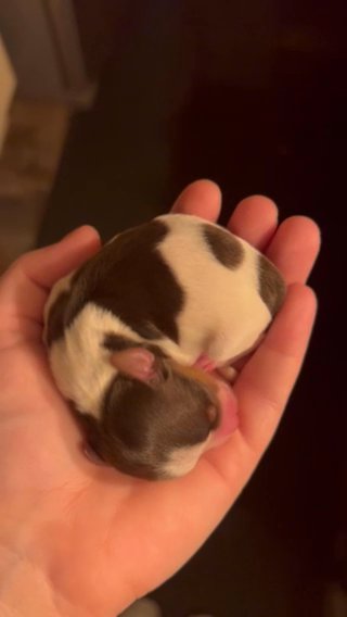 SOLD—AKC Parti Yorkies in Boone, North Carolina