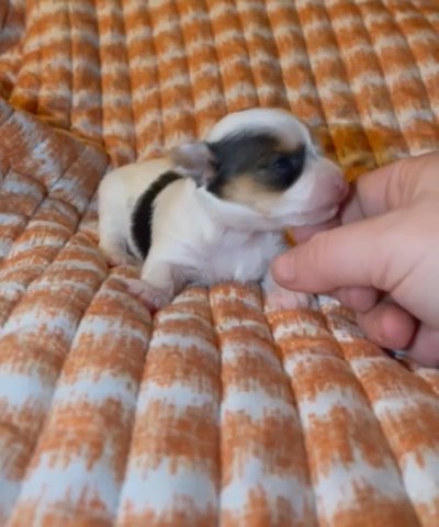SOLD—AKC Female Parti Yorkie in Boone, North Carolina