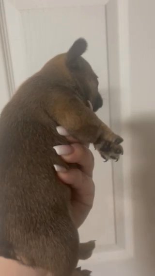 Akc sable Female french bulldog in Knoxville, Tennessee