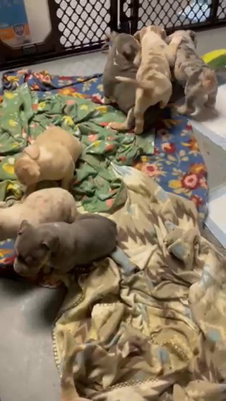 ABKC pocket bullies in Cincinnati, Ohio