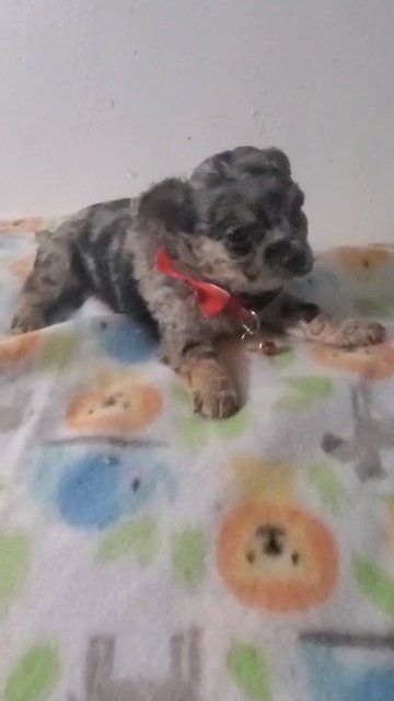 chihuahua Girl $1800 NYC in New York City, New York