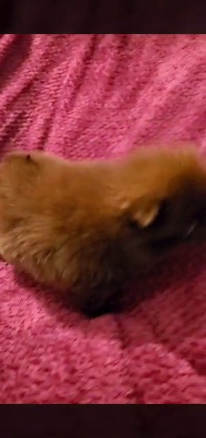 small dogs ( sKaR ) chocolate in Fresno, California