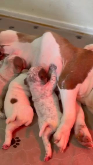 Hybrid Bully Puppy in Augusta, Georgia