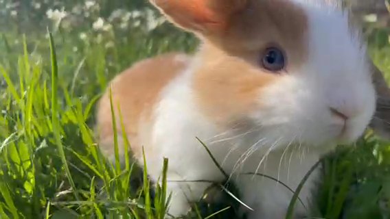 Beautiful Blue-eyes Harlequin Holland Lop Baby in Houston, Texas