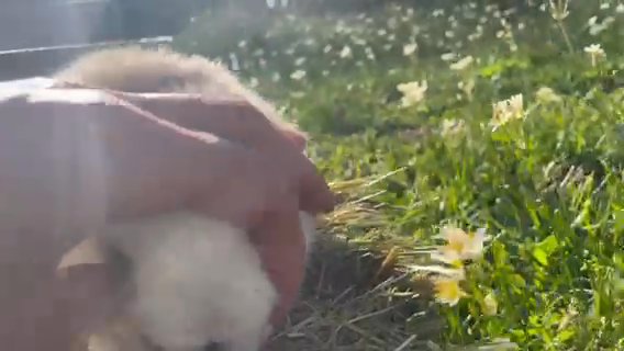 Beautiful Blue Cream Harlequin Holland Lop in Houston, Texas