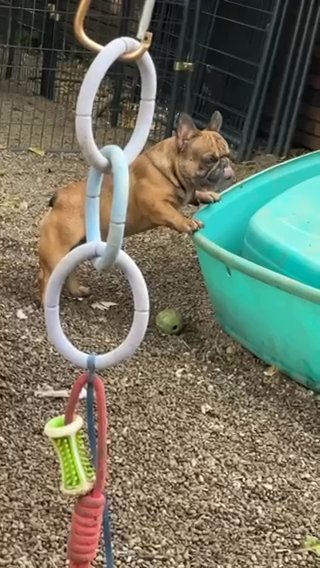 Glitch- for Stud Only- Quad Carrier French Bulldog in Indianapolis, Indiana