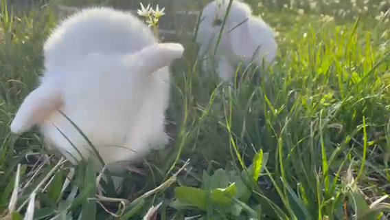 Beautiful Blue-Eyed White Holland Lops in Houston, Texas