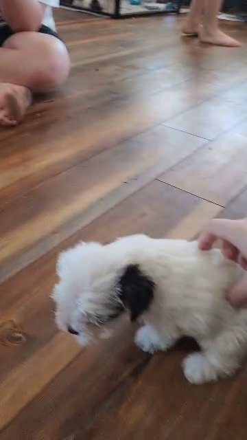 Dottie in McKinney, Texas
