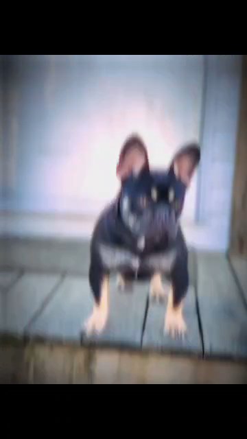 Duece Stud in Somerset, Kentucky