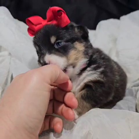 Lumina, Female Corgi in Lebanon, Ohio