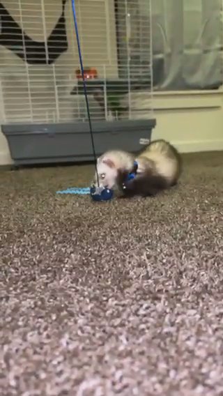 Ferrets For Adoption in Henrietta, New York