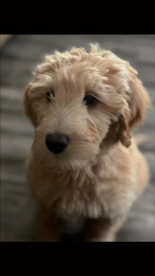 Golden Doodle Rehoming in Los Angeles, California
