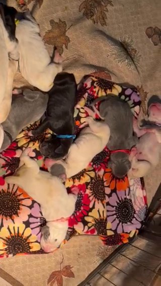 100% European Great Dane Puppies in Asheboro, North Carolina