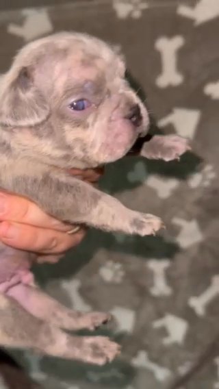 Blue Merle Male Frenchie in Asheboro, North Carolina