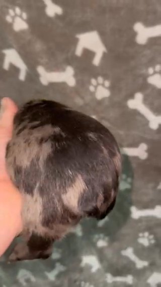 Merle Male Frenchie Puppy in Asheboro, North Carolina