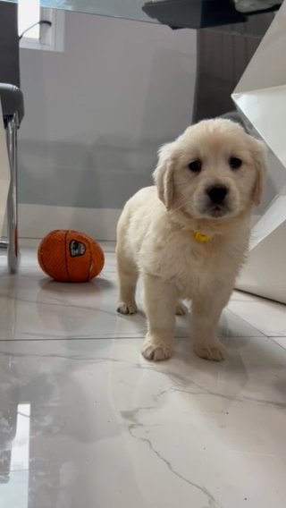 Golden Retriever Puppies in Miami, Florida