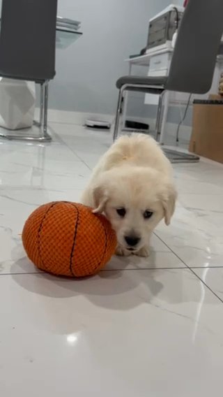 Golden Retriever in Miami, Florida