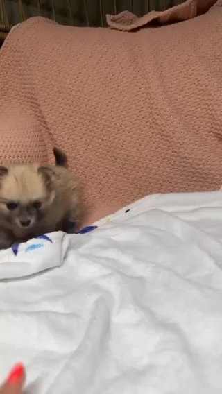 Pomeranian Cutie in Denver, Colorado