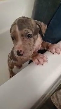 American Bully puppies in State College, Pennsylvania