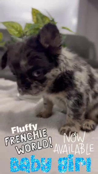 French Bulldog in Queen Creek, Arizona