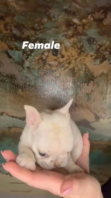 Akc platinum French bulldog Female in Detroit, Michigan