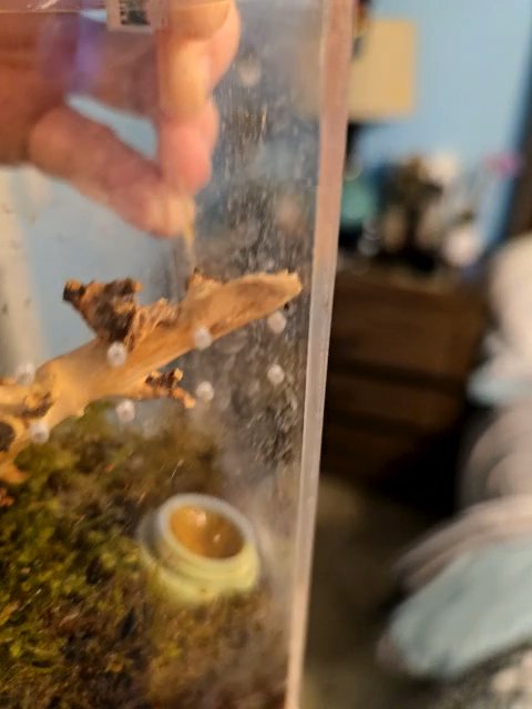 Day Gecko in Washington, District of Columbia