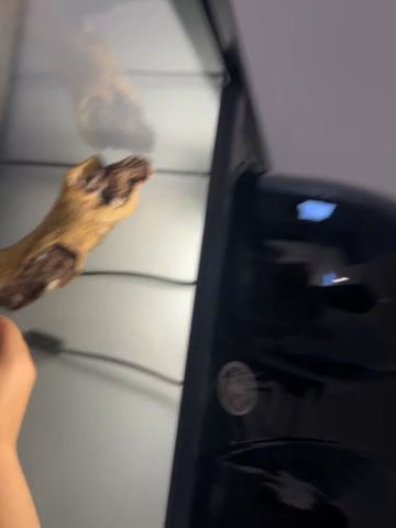 Premium Bearded Dragon in Laredo, Texas